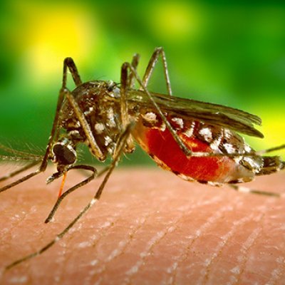 Mosquitoes transmit the Zika virus.